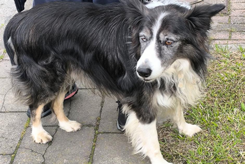 Fundmeldung Hund  Männliche Antoing Belgien