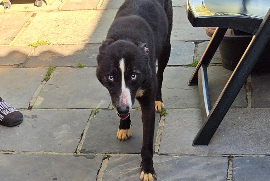 Fundmeldung Hund rassenmischung Weiblich Le Rœulx Belgien Fundmeldung Hund rassenmischung Weiblich Le Rœulx Belgien