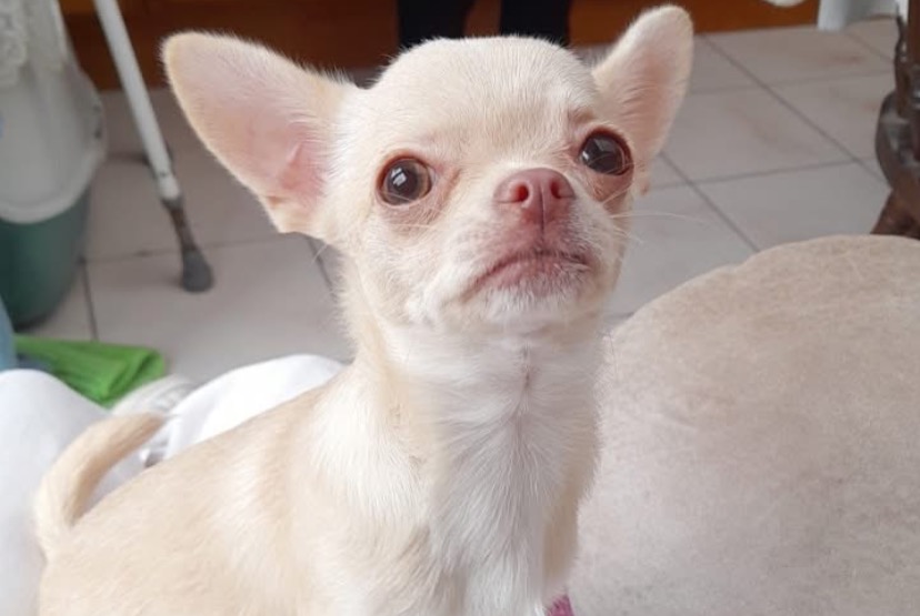 Vermisstmeldung Hund Weiblich , 1 jahre Comines-Warneton Belgien Vermisstmeldung Hund Weiblich , 1 jahre Comines-Warneton Belgien