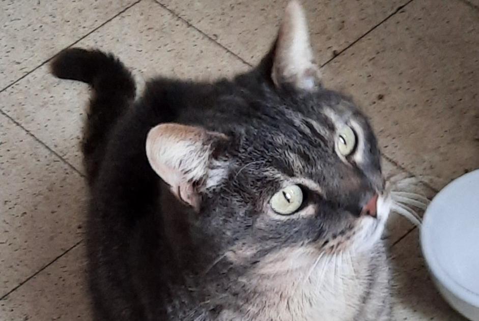 Fundmeldung Katze Männliche Tournai Belgien