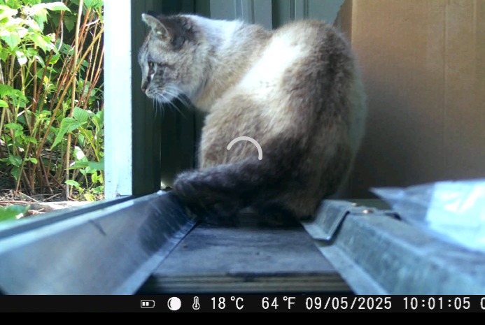Fundmeldung Katze rassenmischung Unbekannt Péruwelz Belgien Fundmeldung Katze rassenmischung Unbekannt Péruwelz Belgien