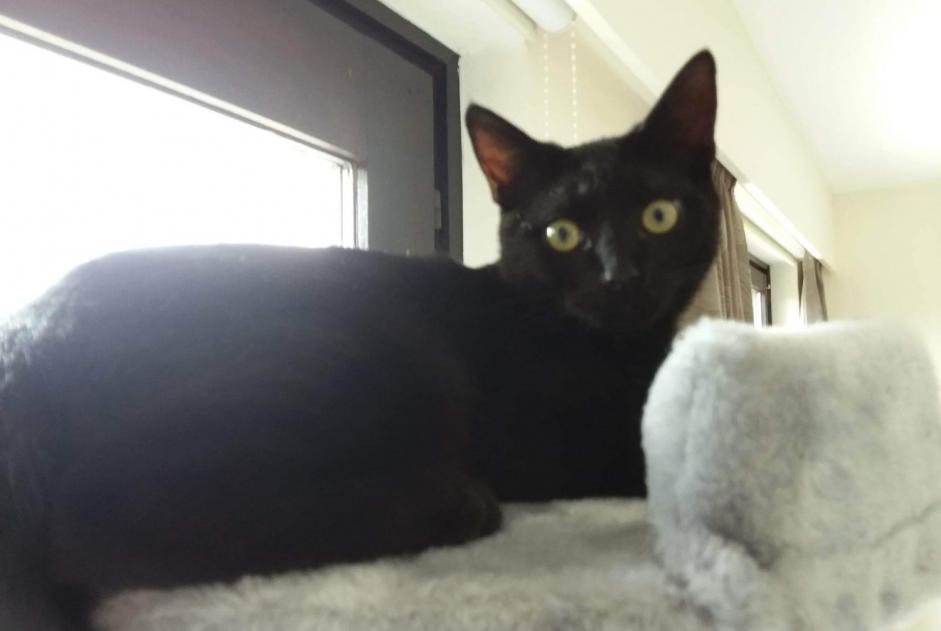 Vermisstmeldung Katze Männliche , 6 jahre Tournai Belgien