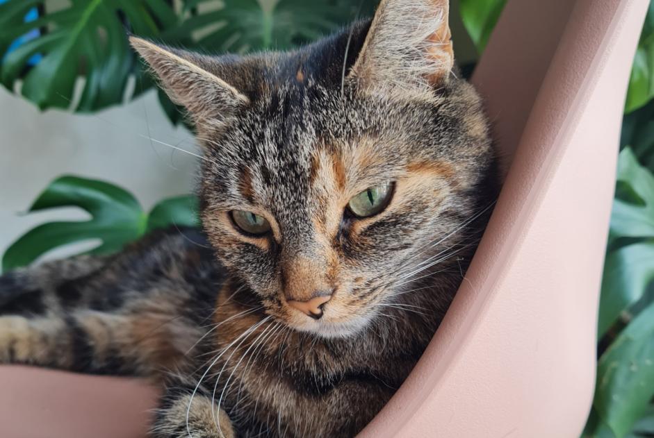 Vermisstmeldung Katze Weiblich , 9 jahre Rumes Belgien