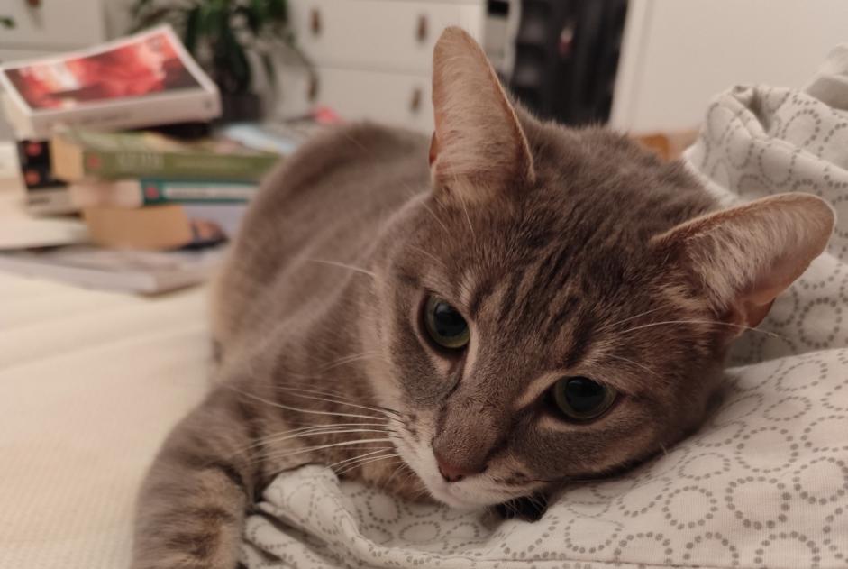 Vermisstmeldung Katze  Weiblich , 4 jahre Liège Belgien