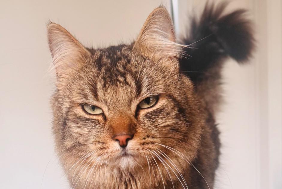 Vermisstmeldung Katze Männliche , 1 jahre Blegny Belgien Vermisstmeldung Katze Männliche , 1 jahre Blegny Belgien