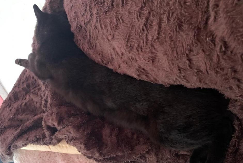 Vermisstmeldung Katze Männliche , 9 jahre Herstal Belgien Vermisstmeldung Katze Männliche , 9 jahre Herstal Belgien