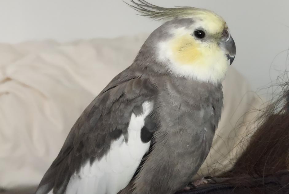 Fundmeldung Vogel Unbekannt Courcelles Belgien