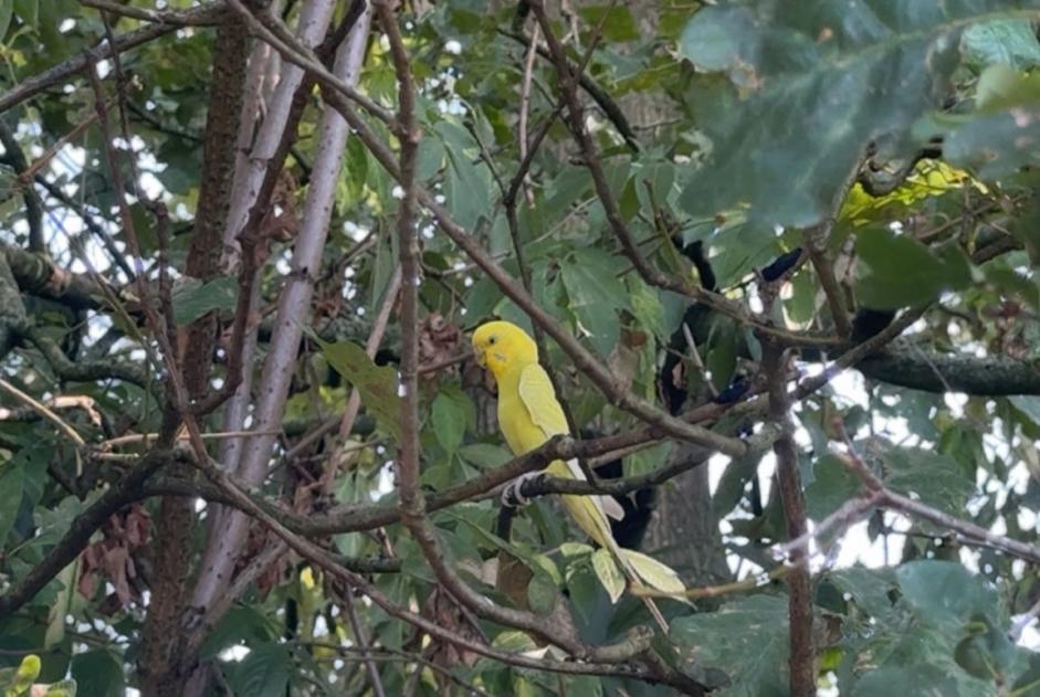 Discovery alert Bird Unknown Geel Belgium