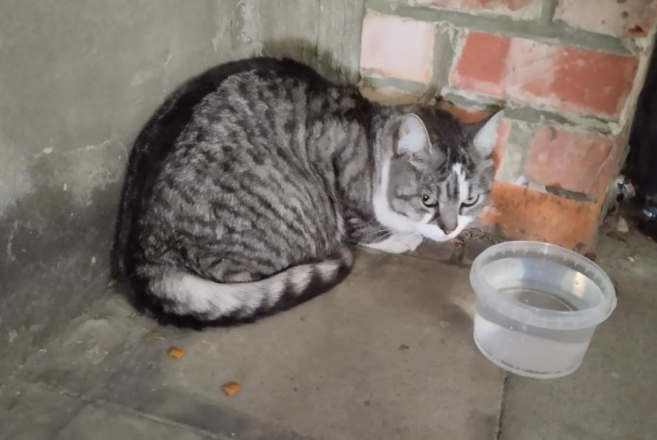 Discovery alert Cat Unknown Uccle Belgium Discovery alert Cat Unknown Uccle Belgium