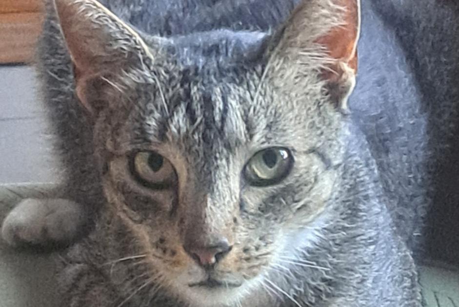 Discovery alert Cat  Female Mons Belgium