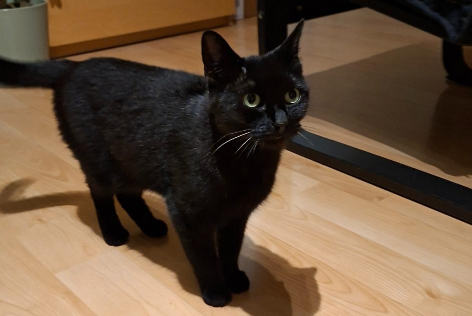 Discovery alert Cat Unknown Mons Belgium