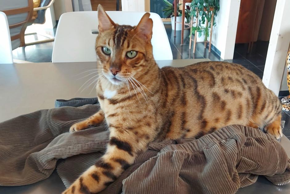 Disappearance alert Cat  Male , 5 years Jurbise Belgium