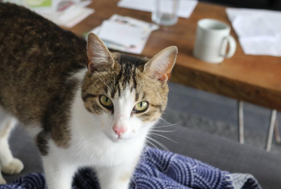 Disappearance alert Cat Male , 3 years Braine-le-Comte Belgium