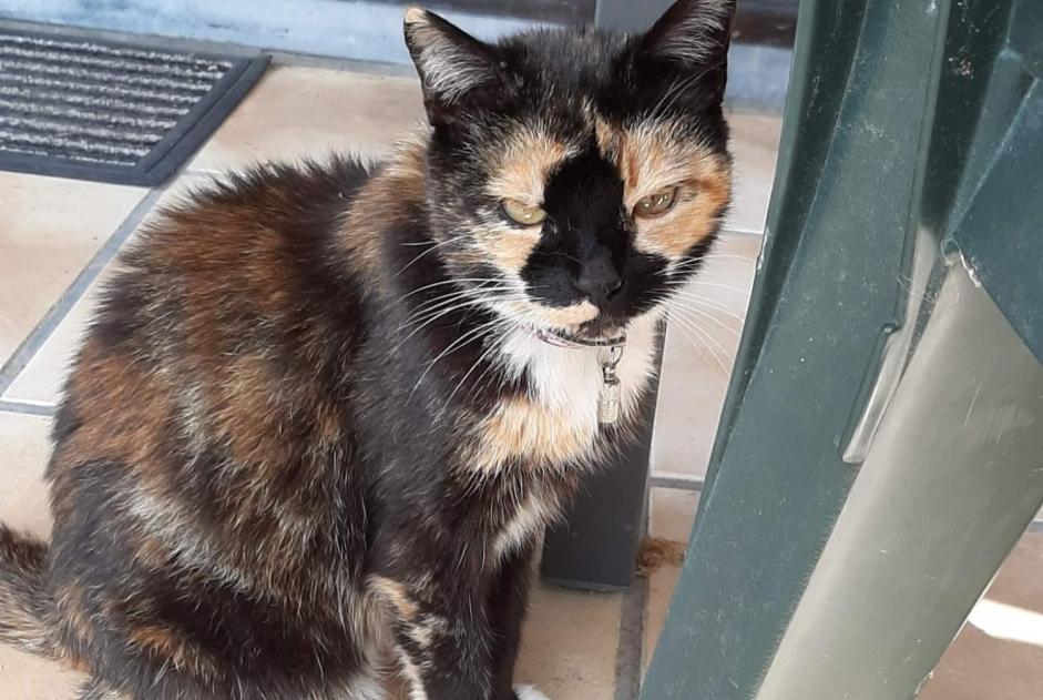 Disappearance alert Cat Female , 15 years Frasnes-lez-Anvaing Belgium
