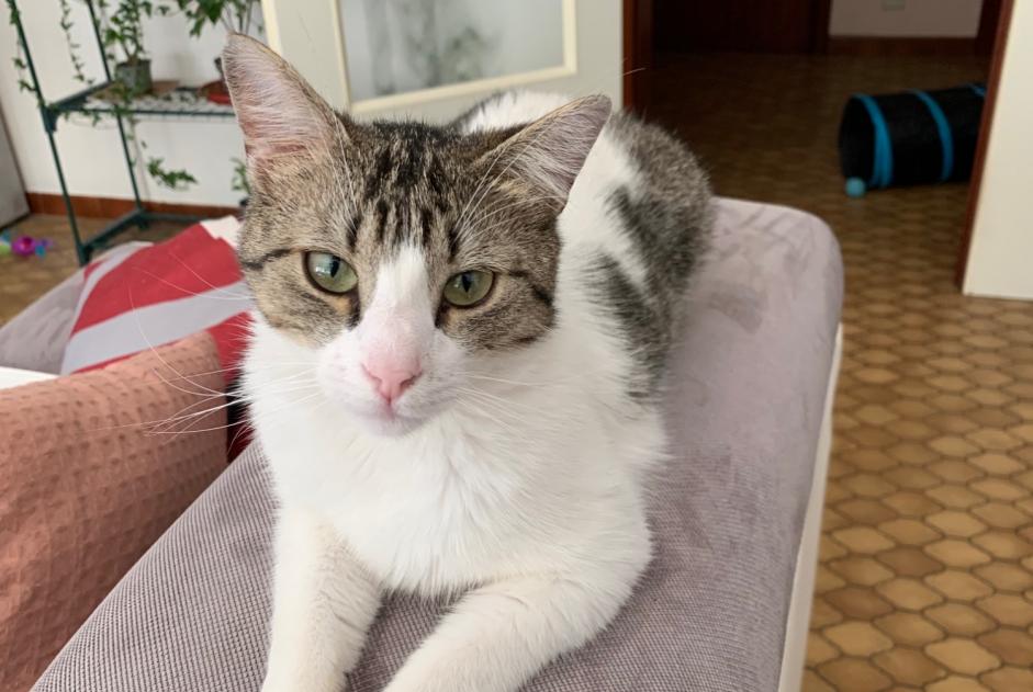 Disappearance alert Cat Male , 1 years Charleroi Belgium