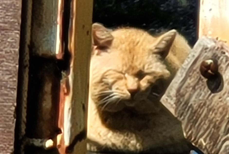 Disappearance alert Cat Male , 12 years Morlanwelz Belgium