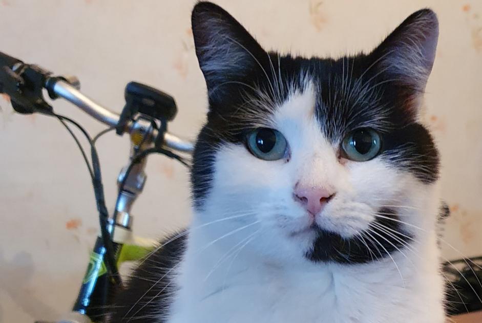 Disappearance alert Cat Female , 5 years Charleroi Belgium