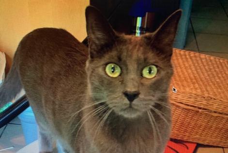 Disappearance alert Cat Male , 1 years Aiseau-Presles Belgium