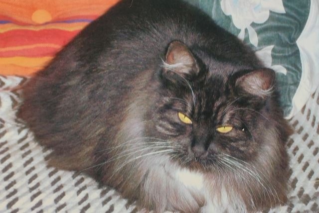 Disappearance alert Cat Female , 12 years Ath Belgium