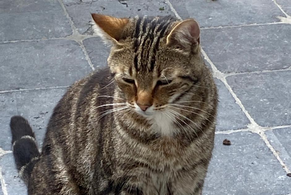 Disappearance alert Cat Male , 2 years Estaimpuis Belgium