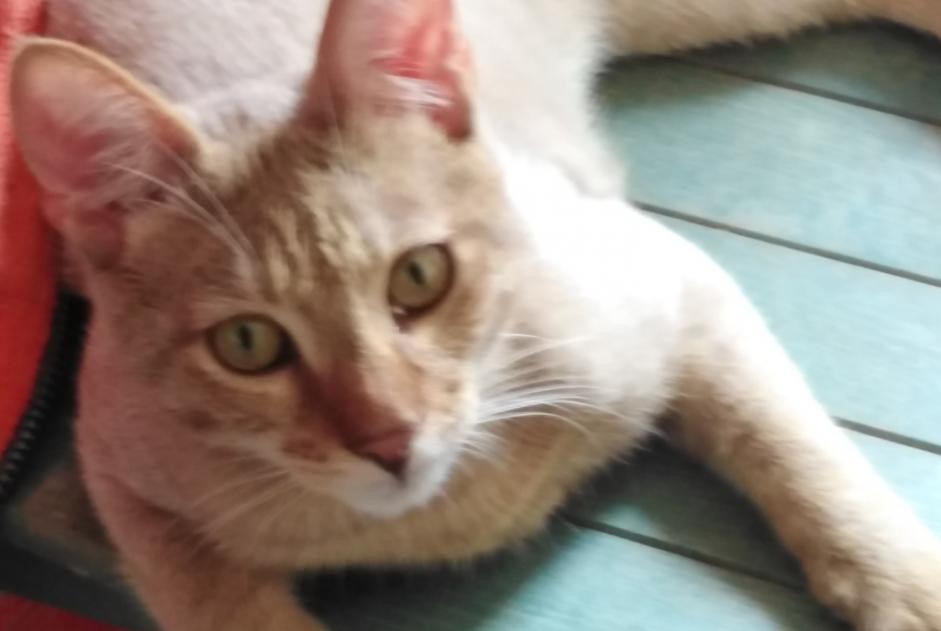 Disappearance alert Cat miscegenation Male , 3 years Beaumont Belgium