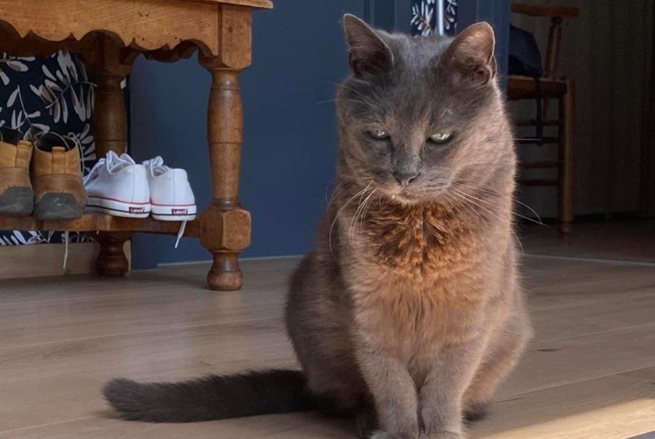 Disappearance alert Cat miscegenation Male , 11 years Quévy Belgium