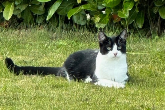 Disappearance alert Cat  Female , 2 years Jurbise Belgium