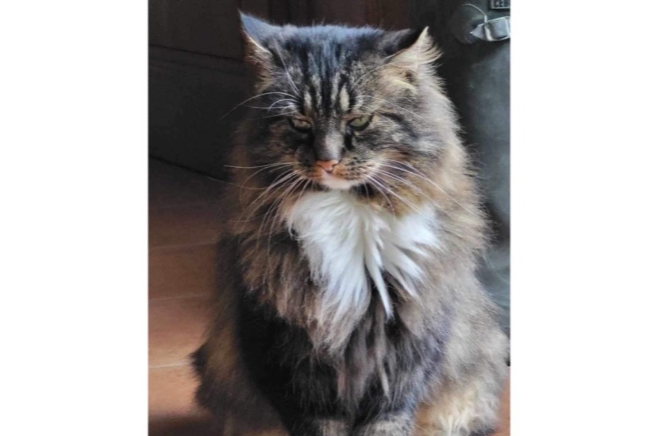 Disappearance alert Cat miscegenation Male , 8 years Jurbise Belgium