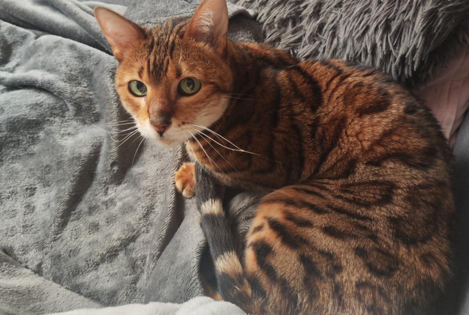 Disappearance alert Cat  Female , 8 years Boussu Belgium