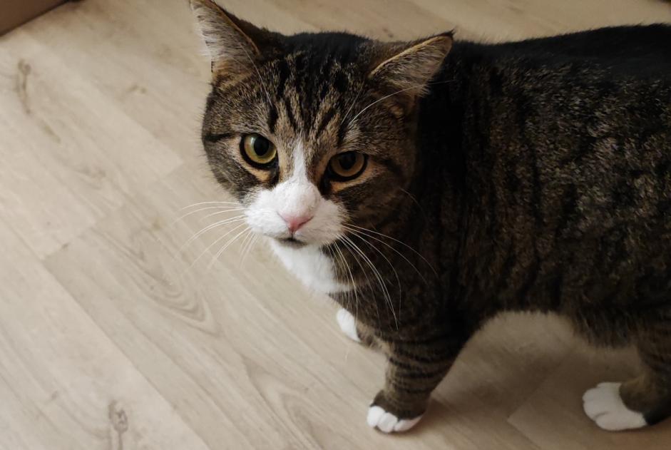 Disappearance alert Cat miscegenation Male , 2 years Tournai Belgium