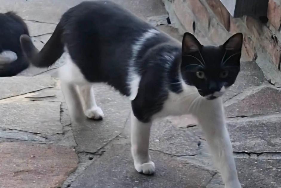 Disappearance alert Cat Female , 1 years Mons Belgium