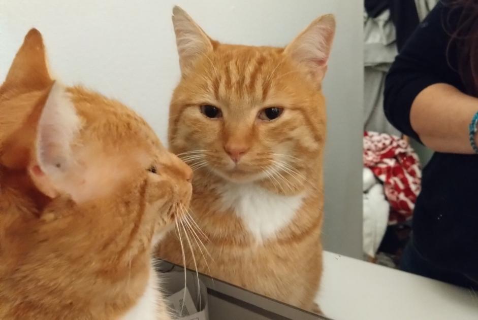 Disappearance alert Cat Male , 4 years Ath Belgium Disappearance alert Cat Male , 4 years Ath Belgium