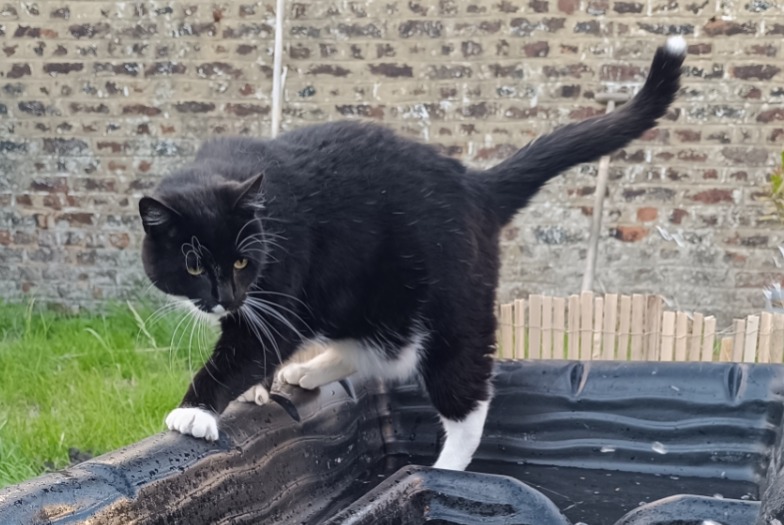 Disappearance alert Cat miscegenation Male , 3 years La Louvière Belgium Disappearance alert Cat miscegenation Male , 3 years La Louvière Belgium