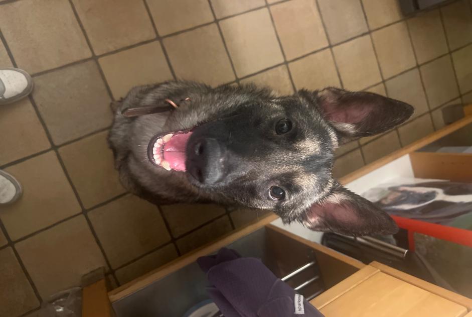Discovery alert Dog  Female Châtelet Belgium