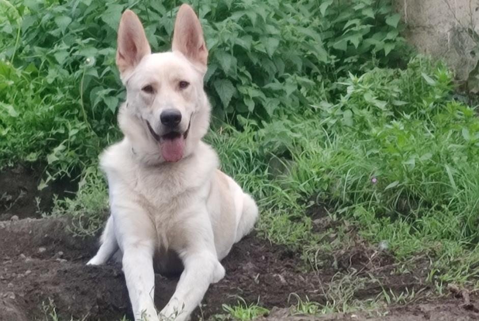 Disappearance alert Dog miscegenation Male , 3 years Charleroi Belgium