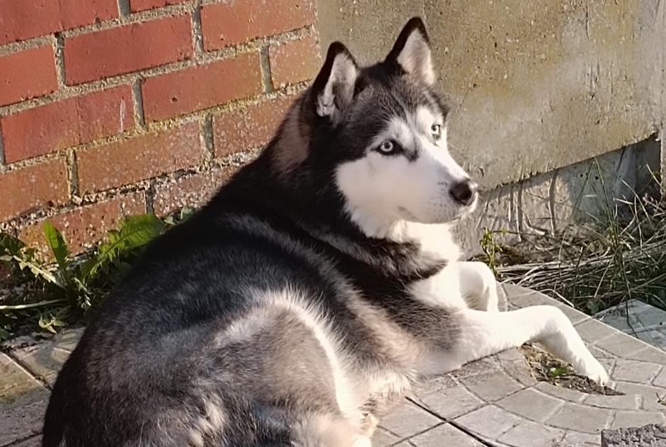 Disappearance alert Dog Male , 10 years Colfontaine Belgium Disappearance alert Dog Male , 10 years Colfontaine Belgium