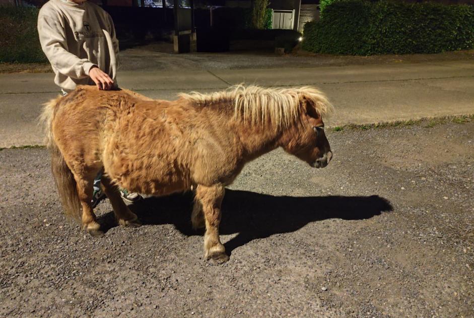 Alerta de Hallazgo Caballo Macho Estinnes Bélgica