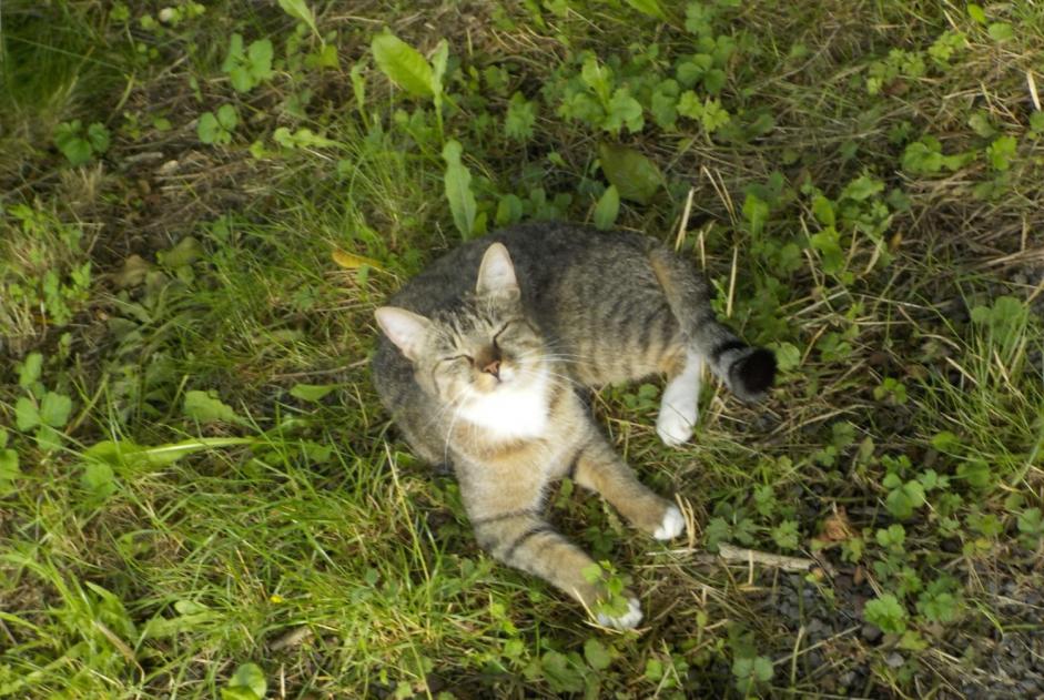 Alerta de Desaparición Gato  Macho , 3 años Beloeil Bélgica