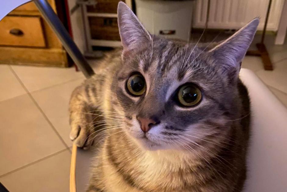 Alerta de Desaparición Gato Macho , 2 años Montigny-le-Tilleul Bélgica
