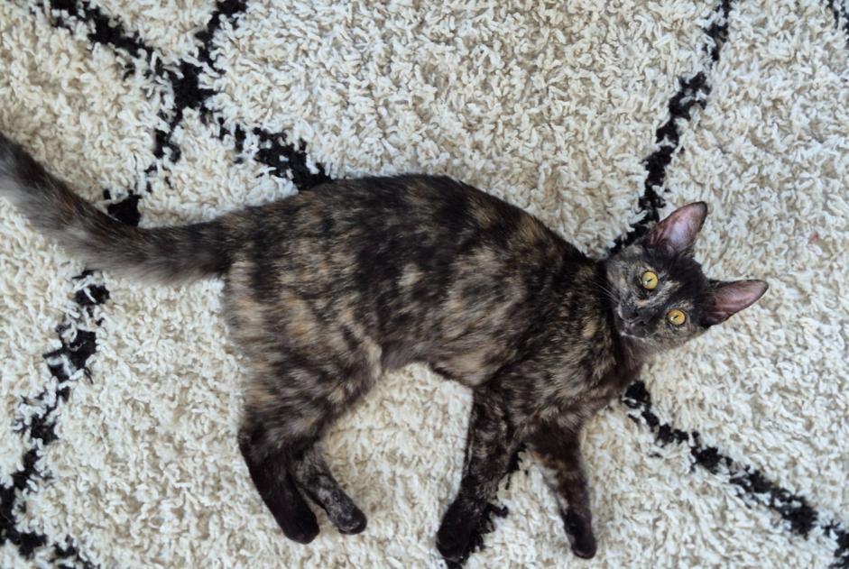 Alerta de Desaparición Gato cruce Hembra , 1 años Braine-le-Comte Bélgica