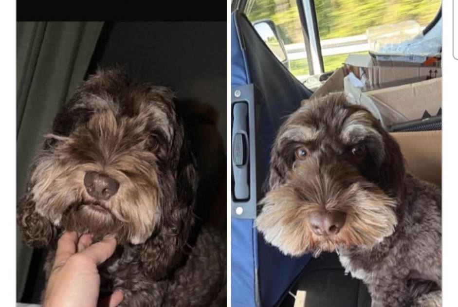 Alerta de Desaparición Perro cruce Hembra , 3 años Quévy Bélgica