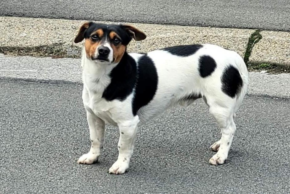 Alerta de Hallazgo Perro Macho Charleroi Bélgica