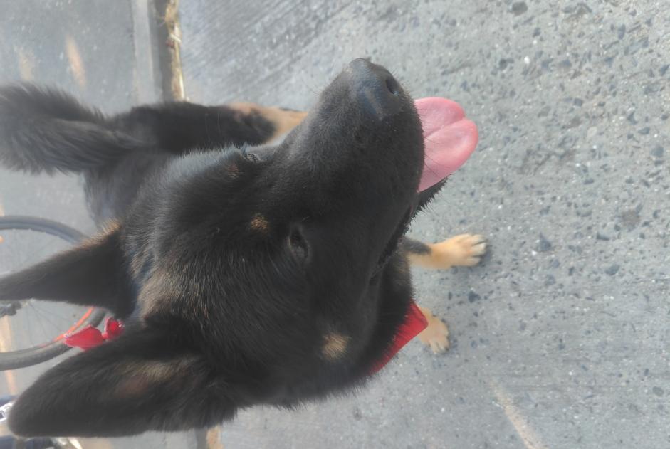 Alerta de Hallazgo Perro  Macho Frasnes-lez-Anvaing Bélgica