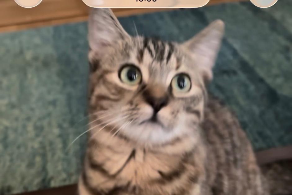 Alerte Disparition Chat Femelle , 2 ans Brussel Belgique