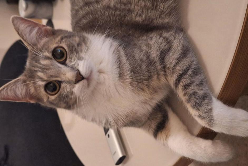 Alerte Disparition Chat Femelle , 2 ans Woluwe-Saint-Pierre Belgique Alerte Disparition Chat Femelle , 2 ans Woluwe-Saint-Pierre Belgique