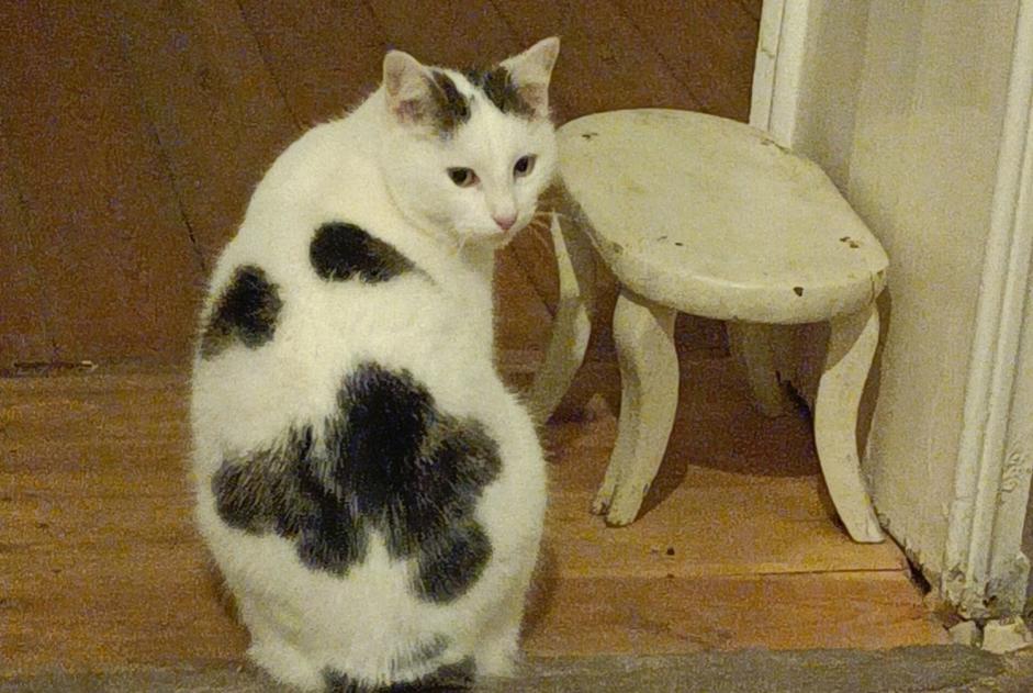 Alerte Disparition Chat Mâle , 4 ans Molenbeek-Saint-Jean Belgique Alerte Disparition Chat Mâle , 4 ans Molenbeek-Saint-Jean Belgique
