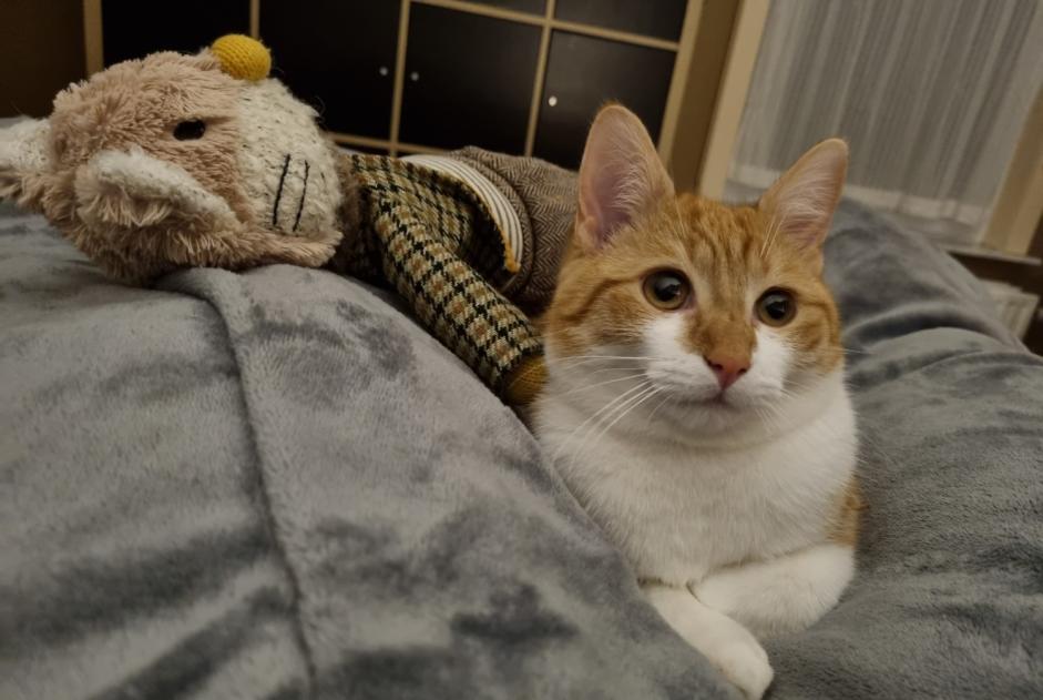 Alerte Disparition Chat Mâle , 1 ans Chièvres Belgique