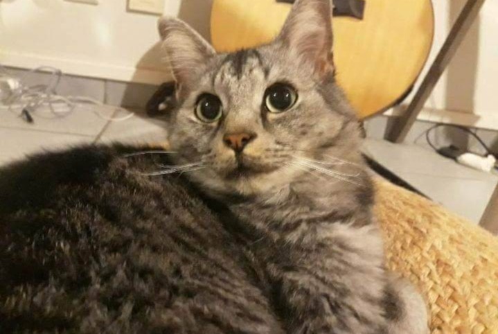Alerte Disparition Chat Mâle , 3 ans Mouscron Belgique