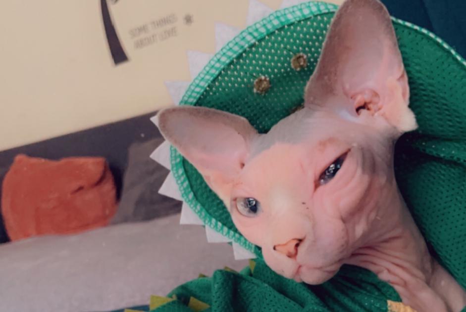 Alerte Disparition Chat  Femelle , 1 ans Fontaine-l'Évêque Belgique
