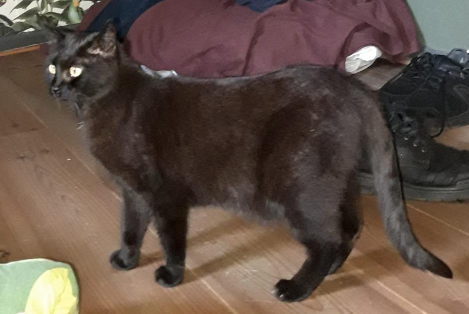 Alerte Disparition Chat Femelle , 12 ans Mons Belgique